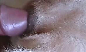 Bestiality porn video